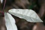 Albino Cat's Claw