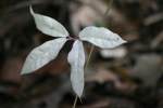 Albino Cat's Claw