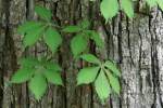 Virginia Creeper - Woodbine