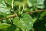 Japanese Honeysuckle