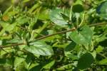 Japanese Honeysuckle