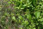 Japanese Honeysuckle