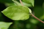 Japanese Honeysuckle