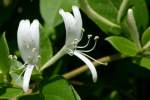 Japanese Honeysuckle