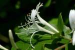 Japanese Honeysuckle