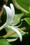 Japanese Honeysuckle