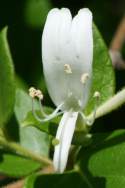 Japanese Honeysuckle