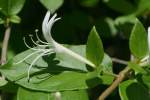 Japanese Honeysuckle