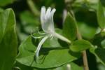 Japanese Honeysuckle