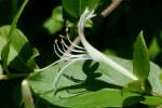 Japanese Honeysuckle