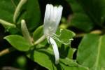 Japanese Honeysuckle