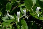 Japanese Honeysuckle