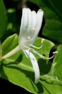 Japanese Honeysuckle