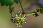 Muscadine Grape