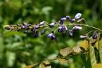 Wisteria