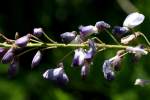 Wisteria