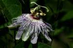 Passionflower