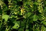 Broad-leaf Snout-bean