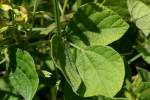 Broad-leaf Snout-bean