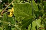 Broad-leaf Snout-bean