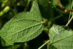 Broad-leaf Snout-bean