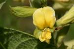 Broad-leaf Snout-bean