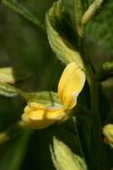 Broad-leaf Snout-bean