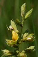 Broad-leaf Snout-bean