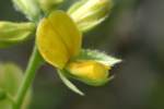 Broad-leaf Snout-bean