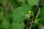 Guadeloupe Cucumber