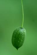 Guadeloupe Cucumber