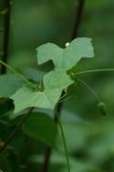 Guadeloupe Cucumber