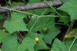 Guadeloupe Cucumber