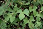 Sharp-Pod Morning Glory