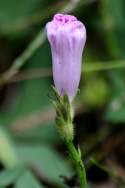 Sharp-Pod Morning Glory