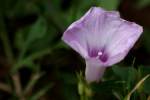 Sharp-Pod Morning Glory