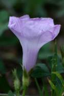 Sharp-Pod Morning Glory