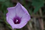 Sharp-Pod Morning Glory