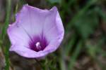 Sharp-Pod Morning Glory