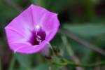 Sharp-Pod Morning Glory