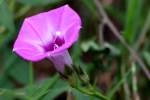 Sharp-Pod Morning Glory