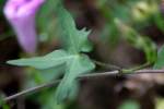 Sharp-Pod Morning Glory