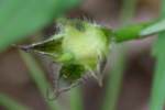 Sharp-Pod Morning Glory