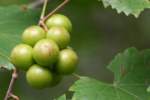 Muscadine Grape