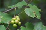 Muscadine Grape