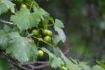 Muscadine Grape