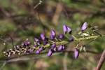 Wisteria