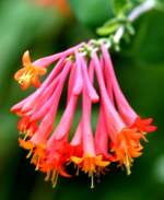 Coral Honeysuckle