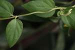 Japanese Honeysuckle