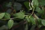 Japanese Honeysuckle